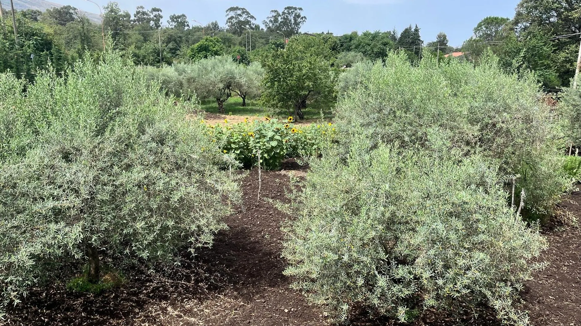 Poggio Roseto Villa Randazzo